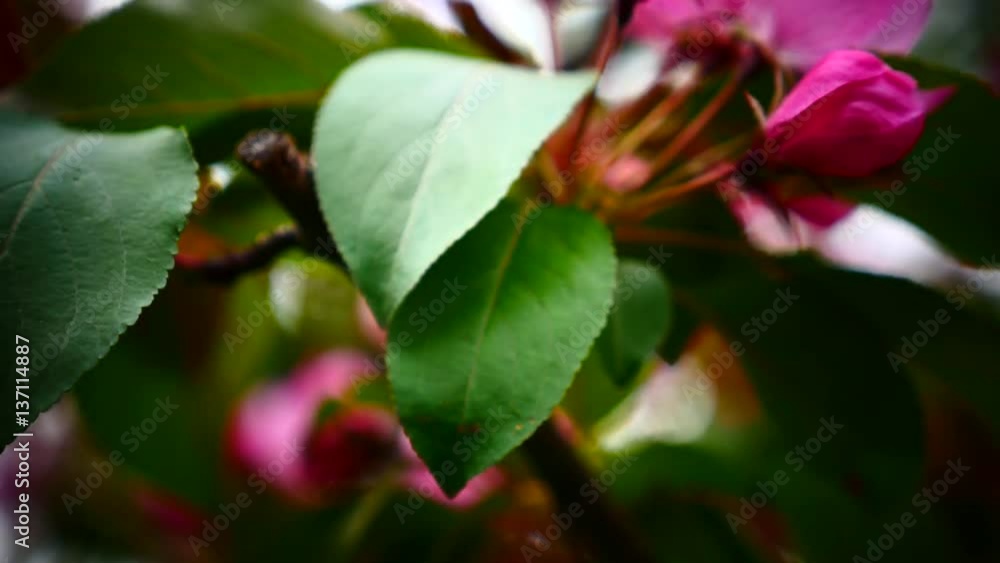 Spring Blossom. Beautiful Apple tree blossoming in the garden Spring Blossom. Beautiful Apple tree blossoming in the garden