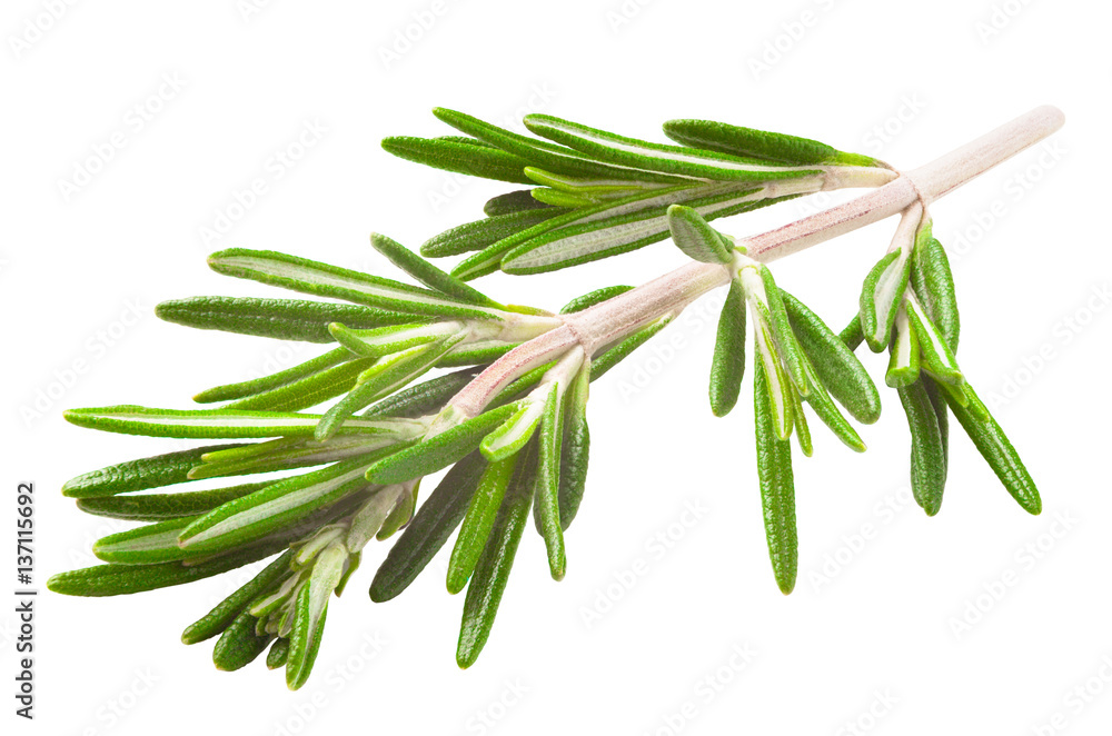 Fototapeta premium rosemary isolated on white background