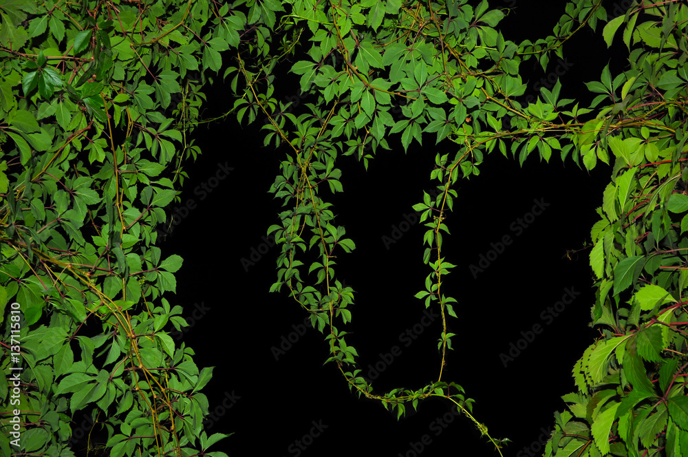 Branches of decorative grapes on a black background Branches of decorative grapes on a black background