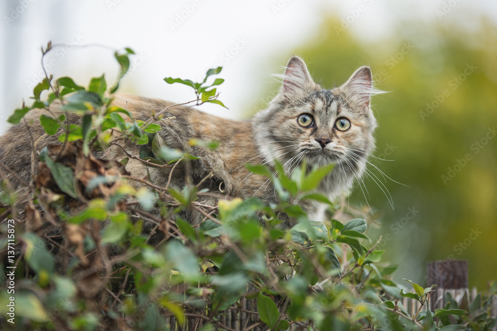 Cat in the garden