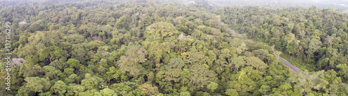 Aerial panorama overlooking the canopy of lowland tropical rainforest in Ecuador. A road cuts through the forest. There are many tree species with different crown shapes and colours.