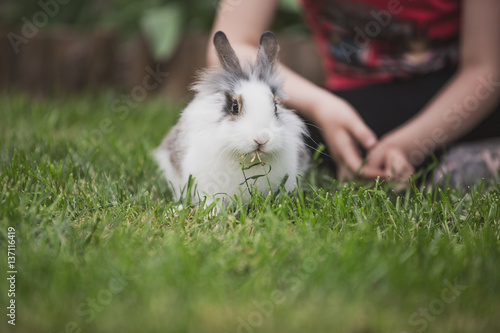 Bunny in grass