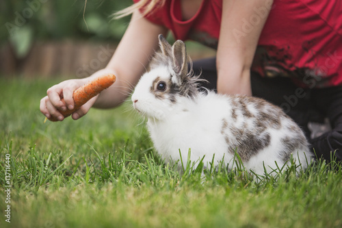 Little girl feeding a rabbit with carrot