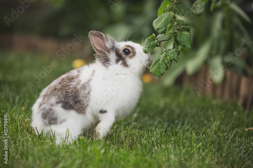 Curious rabbit sitting in the garden