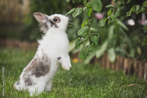 Curious rabbit sitting in the garden