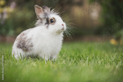 Bunny in grass