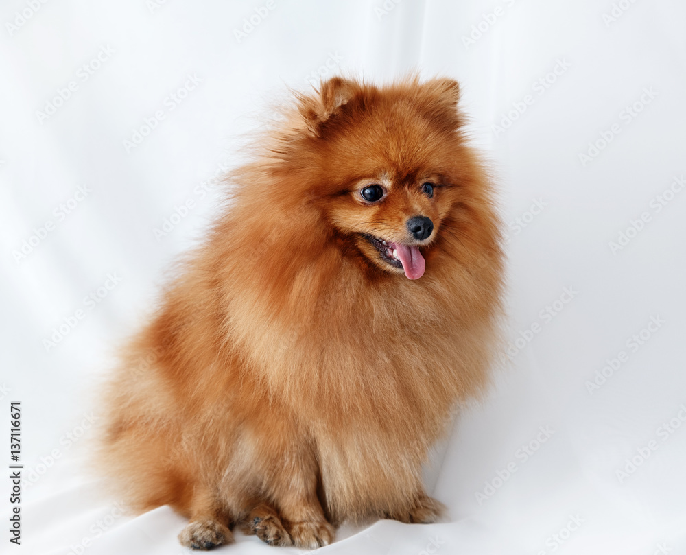 Obraz premium Spitz dog sits on a white canvas