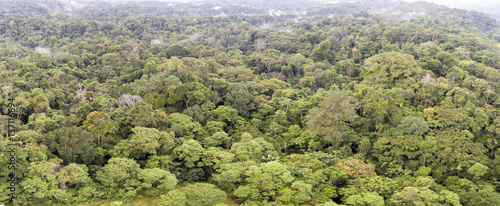 Aerial panorama overlooking the canopy of lowland tropical rainforest in Ecuador. A road cuts through the forest. There are many tree species with different crown shapes and colours.