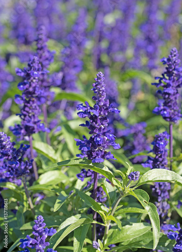 Ziersalbei, Steppensalbei, Salvia nemorosa