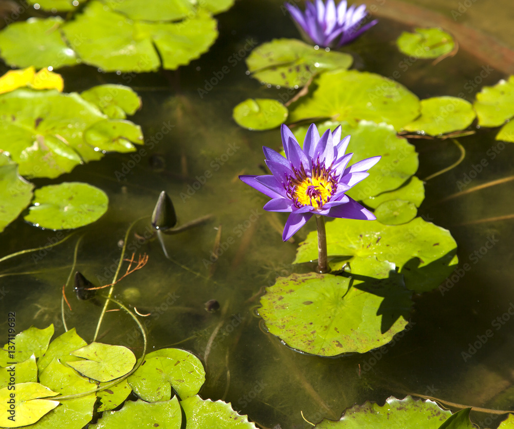 Purple Water Lily Purple Water Lily