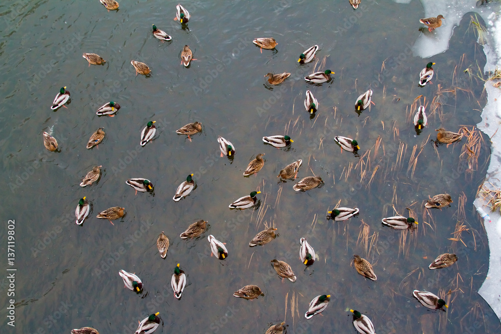 Fototapeta premium In the winter the lake are many ducks.