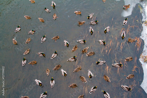 In the winter the lake are many ducks.