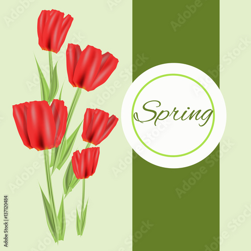 Beautiful spring flowers collection. Vector drown isolated tulips. Template for invitation, wedding, greeting card or print.