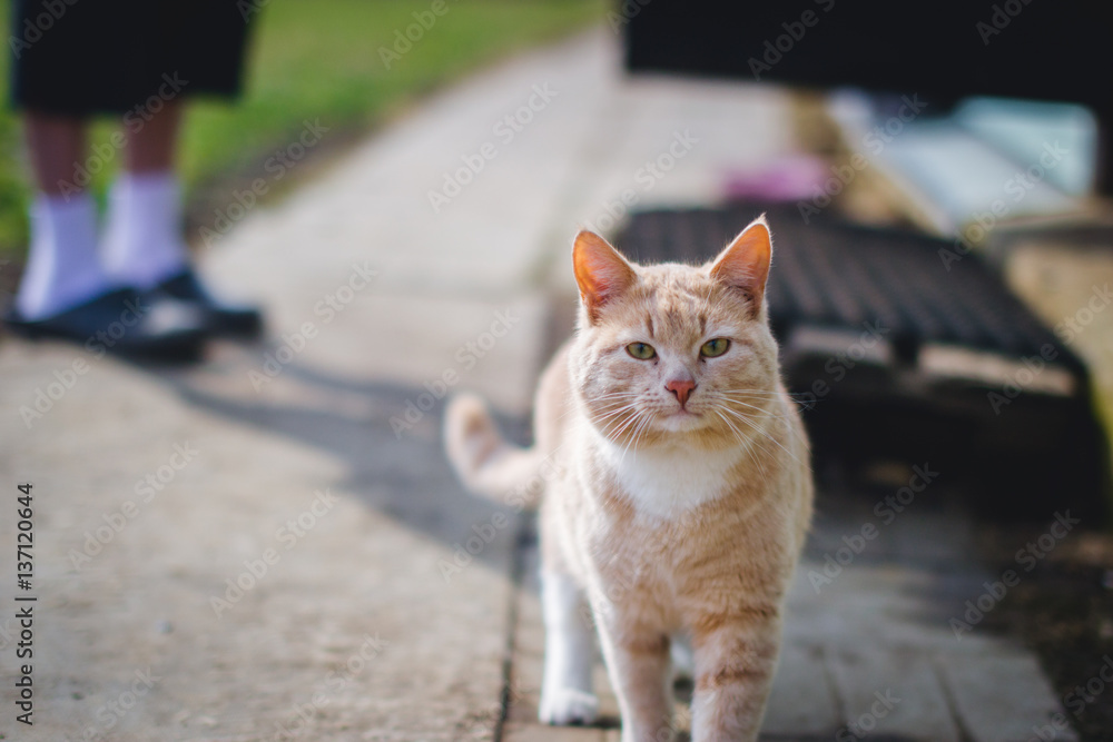 Fototapeta premium red cat on a walk