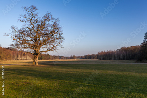 Tree on a meadow 