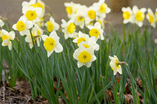 Narcissus blossom