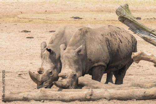 Two rhinoceros in Dutch zoo