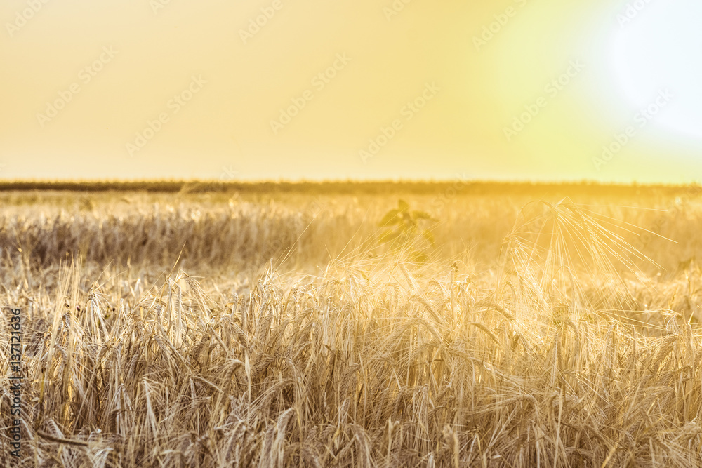 Agricultural background with ripe rye spikelets in the golden rays of a bright summer sun backlight. Countryside scene with limited depth of field.