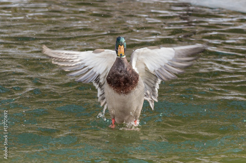 Mallard Duck Wings Spread. A mallard duck spreading his wings while in a pond.