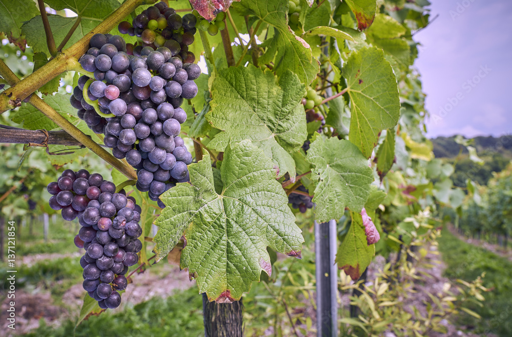Black grapes growing on the vine in an English vineyard on the South Downs