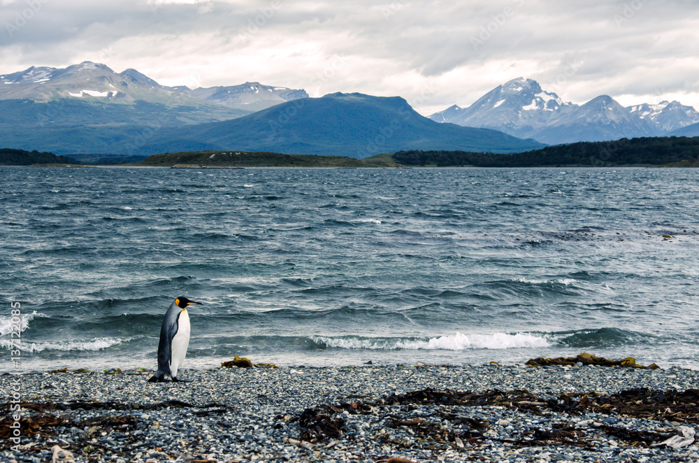 Naklejka premium King penguin walking on the shore near Ushuaia, mountains in the background