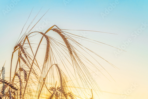 Agricultural background with ripe rye spikelets on a bright sunny summer day. Beautiful nature view. Rural scene with rye ears close up.