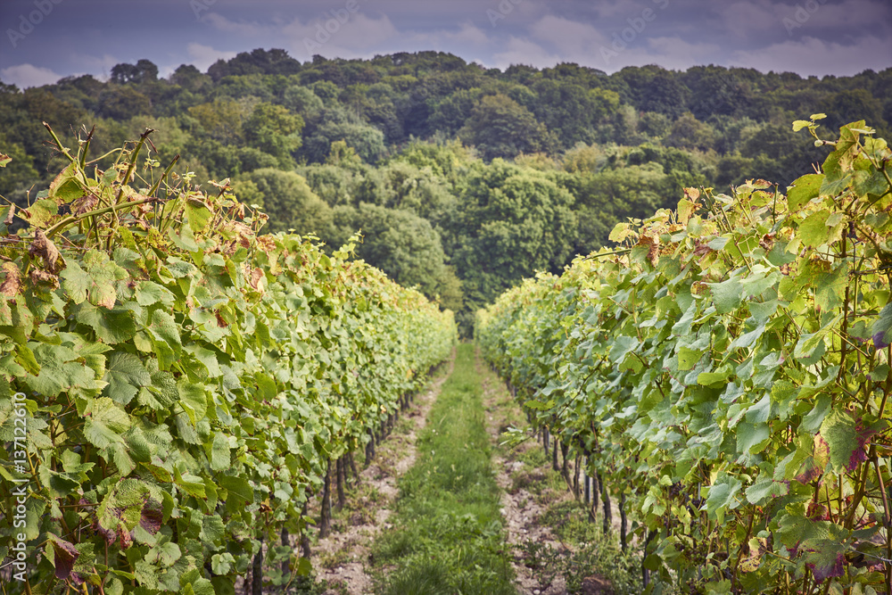 An English Vineyard during a summer storm