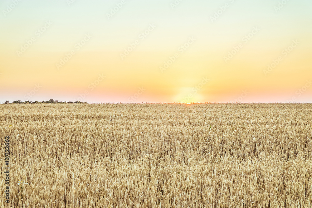 Evening rye field at sunset. Agricultural landscape.