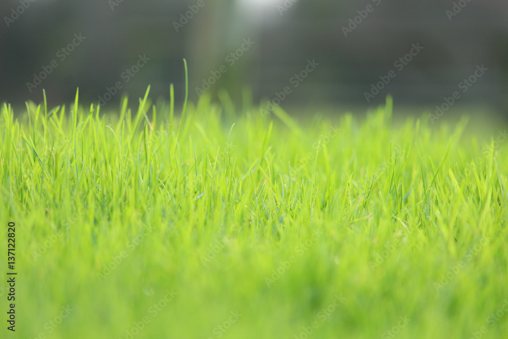 Summer Grass