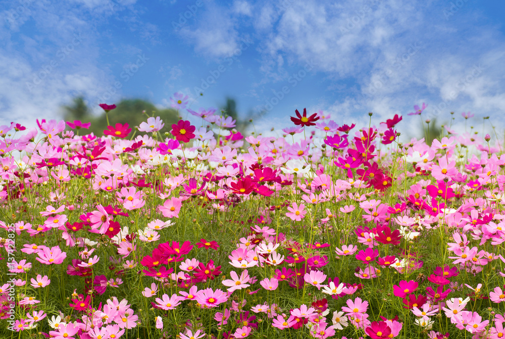Cosmos Flower field on blue sky background,spring season flowers Cosmos Flower field on blue sky background,spring season flowers