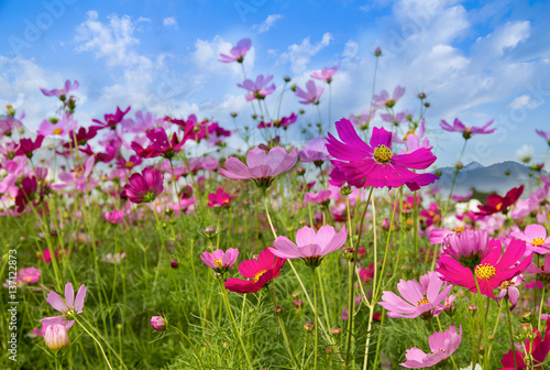 Cosmos Flower field on mountain background,spring season flowers