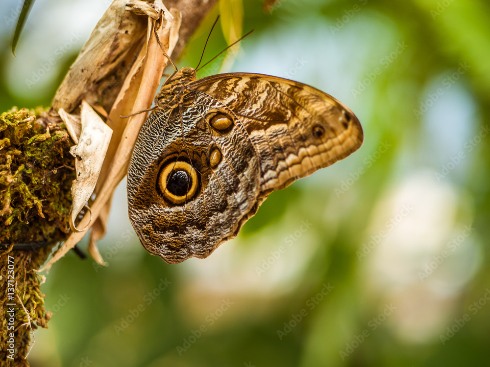 Fototapeta premium Schmetterling bananenfalter