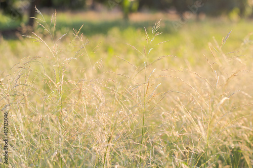 Forest meadow with wild grasses,Macro image with small depth of field,Blur background