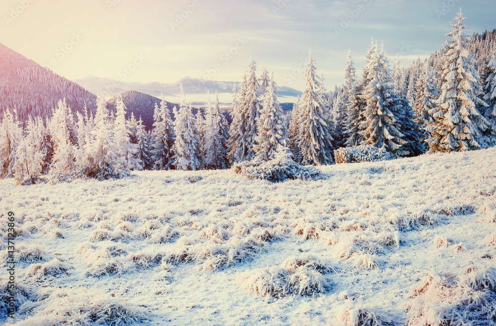 Obraz premium Fantastic winter landscape in the mountains of Ukraine.