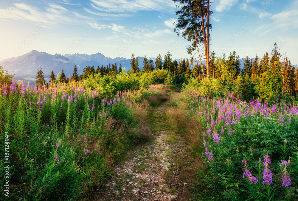 Wild flowers at sunset in the mountains. Poland. Zakopane.