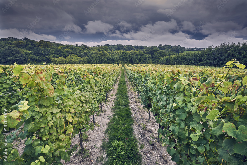 An English Vineyard during a summer storm