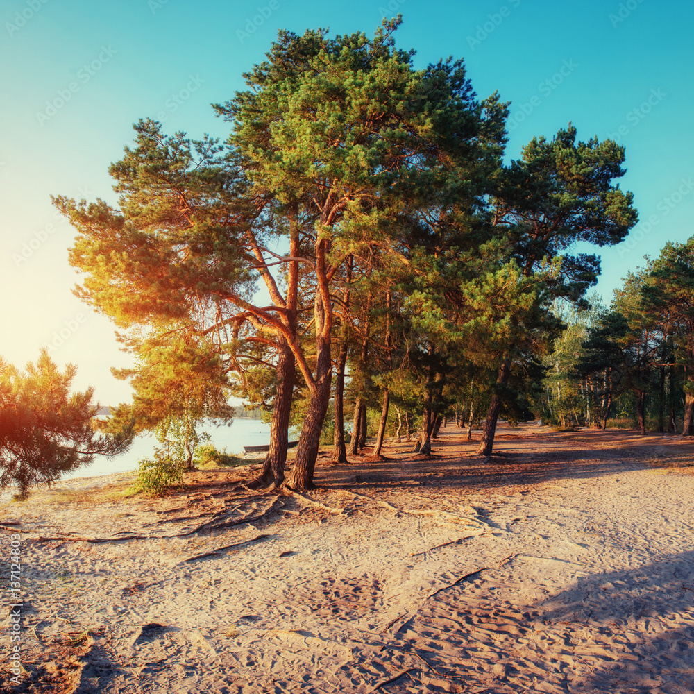 pine on the sand beach. Carpathians. Ukraine. Europe