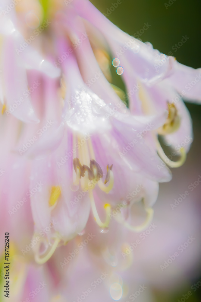 Hosts flowers in raindrops.Photographed with a soft-focus effect