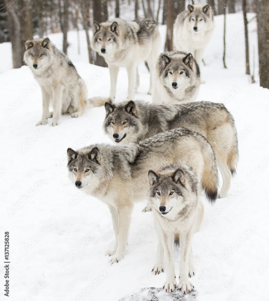 Naklejka premium Wilki leśne lub wataha szarego wilka czekają na karmienie zimą w Kanadzie