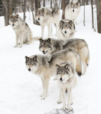 Timber wolves or grey wolves Canis lupus timber wolf pack standing against a white snowy background in Canada