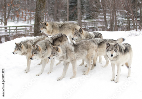 Timber wolves or Grey Wolf (Canis lupus) pack waiting to be fed in winter in Canada © Jim Cumming