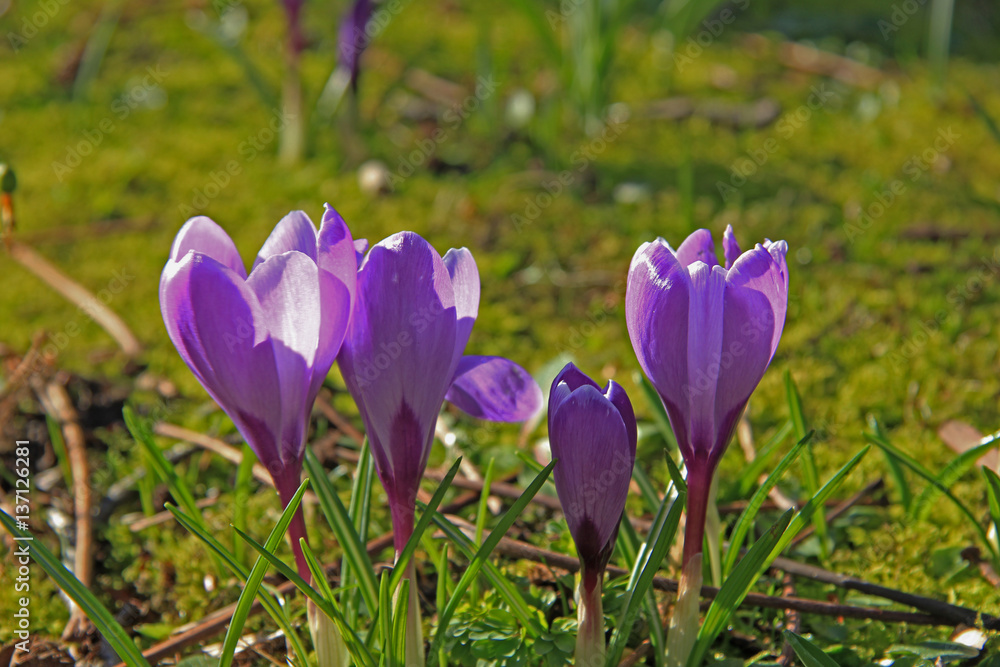 purple crocuses