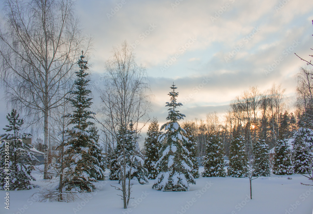 Morning snow forest winter frost sun Morning snow forest winter frost sun