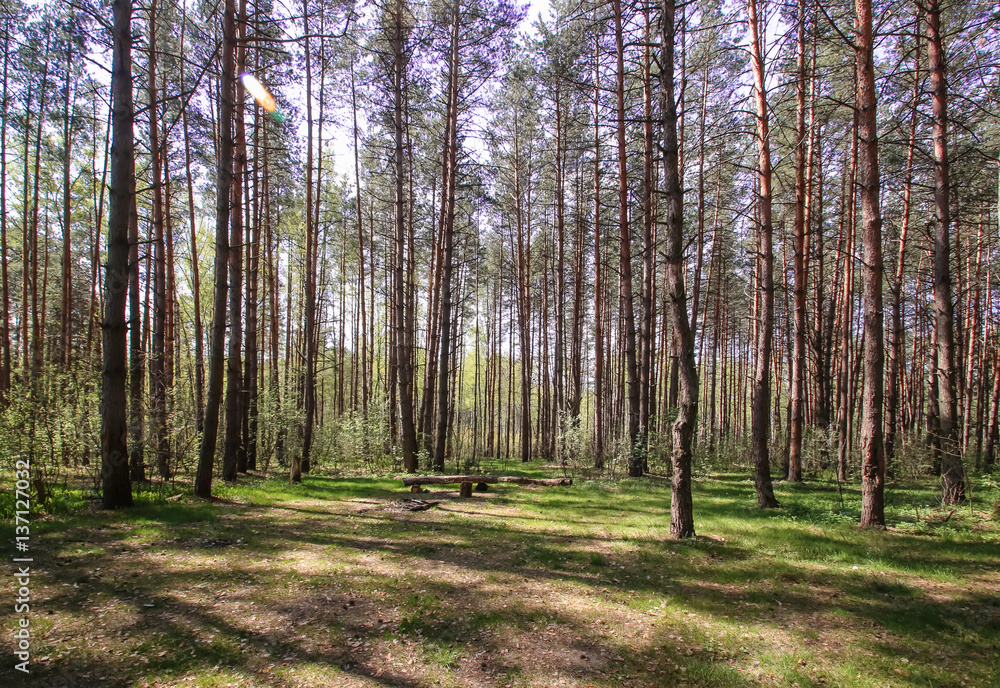 Fototapeta premium Spring sun magic bright forest beautiful sunny blue sky
