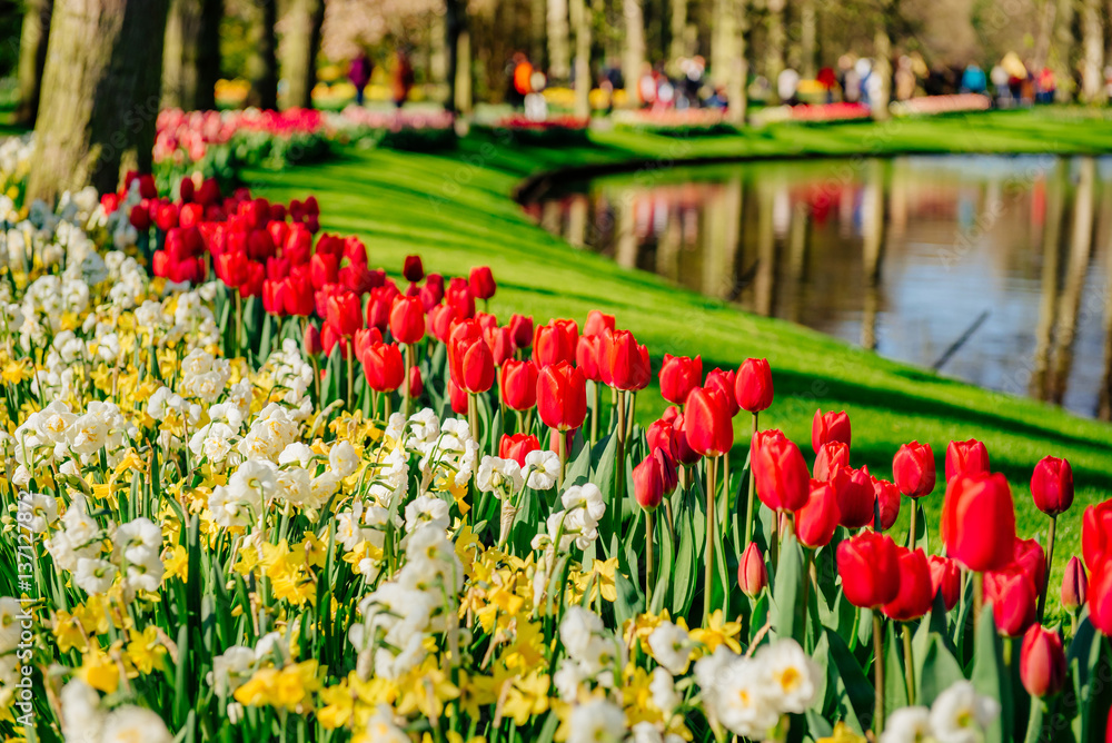 lovely spring landscape park. Blooming flowers. Holland