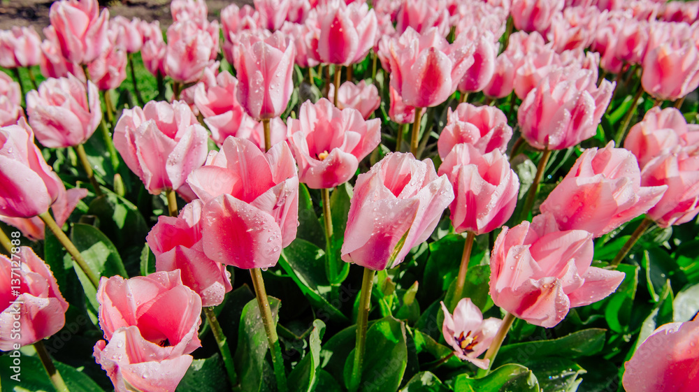 Group of pink tulips. Spring landscape Group of pink tulips. Spring landscape