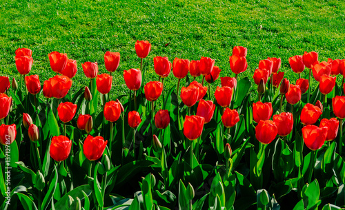 Group of red tulips in the park