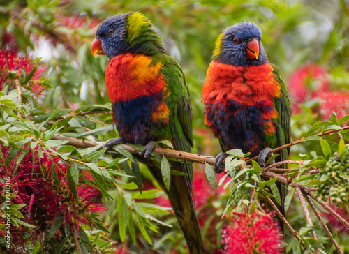 Rainbow Lorikeets & Bottlebrush in springtime