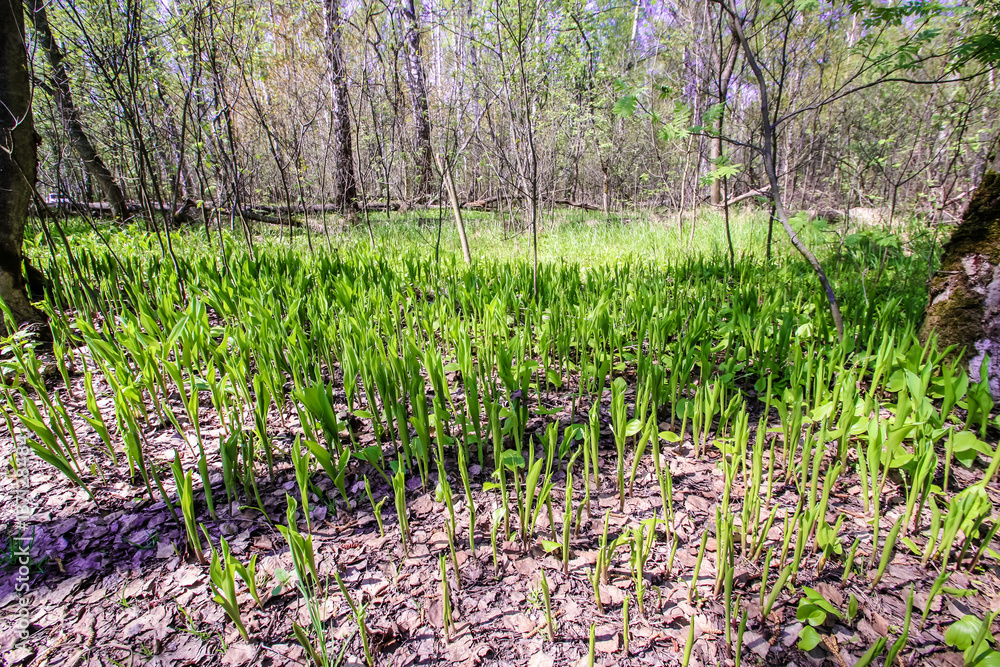 Spring sun magic bright forest beautiful lily of the valley Spring sun magic bright forest beautiful lily of the valley