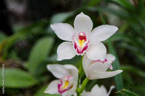 Orchid - the queen of flowers  bloomed in a botanical garden.